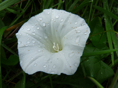 Unique grande fleur blanche (jusque 6 ou 7 cm de diamètre). Agrandir dans une nouvelle fenêtre (ou onglet)